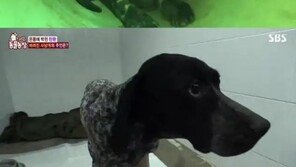 온몸에 탄환 박힌 사냥견 발견…‘토사구팽’ 현실판