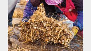 눈으로 보며 뿌리째 씹어 먹는 삼농인발효홍삼