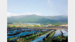 삼농인 3대, 60여 년 전통으로 빚어낸 발효홍삼