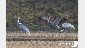 멸종위기 야생생물 2급 재두루미 한강하구서 개체수 급감