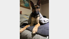 美서 주인과 한국 방문했다 공항서 사라진 ‘셰퍼드독’ 실종 사흘 만에 발견