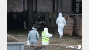 [안성 구제역 의심 젖소] 전염성 강해 피해 커…최근 5년 ‘살처분’ 21만 마리