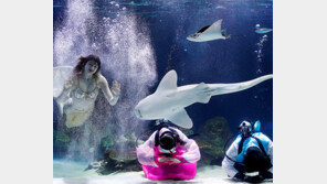 “새해 복 많이 받으세요” 수중 세배