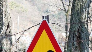 [고양이 눈]공룡 조심