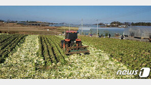 생산량 증가에 가격 뚝↓ ‘배추·무’ 6.6만톤 시장격리