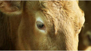 경기 안성 농가서 구제역 추가 의심 신고…간이키트 검사 결과 ‘양성’ 