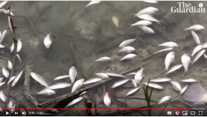 폭염·가뭄 호주…‘흰 카펫’처럼 물고기 집단 폐사