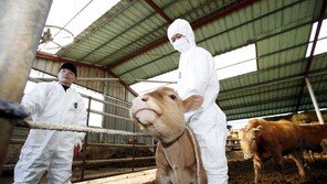 ‘3개월 전 백신접종’ 안성 젖소농장 구제역 왜?…갑론을박