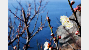 31일 낮부터 기온 ‘뚝’…오전 미세먼지 주의