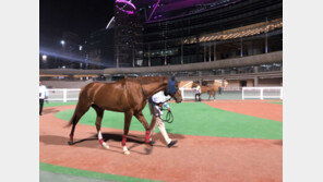 한국 경주마 돌콩, 두바이월드컵 카니발 3위 쾌거