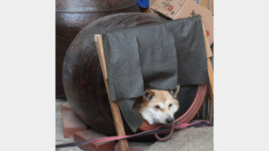 [고양이 눈]독 안에 든 개