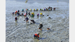 문화재청, ‘한국의 갯벌’ 유네스코 세계유산 등재신청서 제출