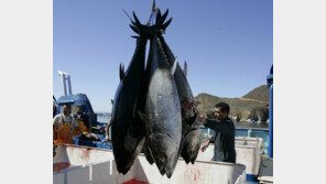 후쿠시마 앞바다 홍어에서 기준치 넘는 방사성 세슘 검출