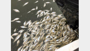 1월 호주 평균기온 30.8도…사상최초 30도 돌파