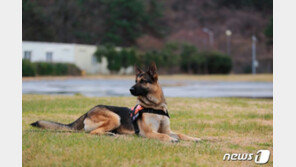 “돈 못받아서” 채무자 농장서 개 35마리 탈출시킨 50대