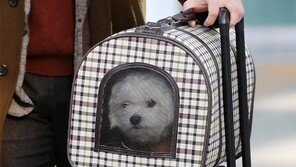 [고양이 눈]개(?) 탄 날