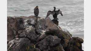 전국 흐리고 눈·비…기온 온화하다 밤부터 ‘뚝’