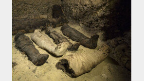 이집트, 로마 초기 중산층 가족들 미라 40구 든 묘실 발굴