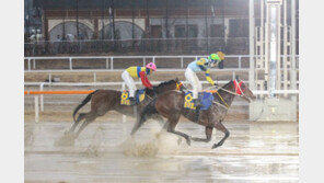 실버울프 동아일보배 대상경주 첫 2연패 달성 
