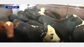 폴란드에서 광우병 소 발견…“폴란드, 광우병 위험 상태 아냐”