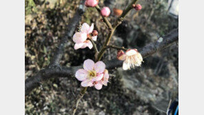 文대통령 “양산집 마당에 매화꽃…나태주 ‘풀꽃’ 생각나”