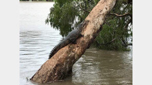 호주 100년 만에 최악의 홍수, 악어까지 출몰…“최대 2만 가구 침수 위험”