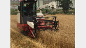 ‘우리밀’ 국가 수매제 35년 만에 부활…농가 숨통 트이나