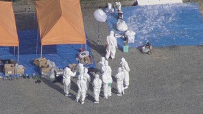 日서 돼지콜레라 순식간에 확산…살처분에 자위대 동원