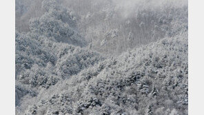 [청계천 옆 사진관]눈이 만든 매혹적인 설경…내 눈에 ‘눈’ 저장 