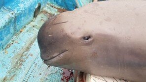 ‘웃는 얼굴’의 멸종위기종 상괭이, 죽은채 발견