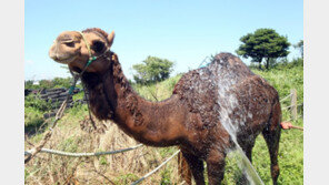 외교부 “한국인 60대 여성, 이집트서 낙타 타다 사망”