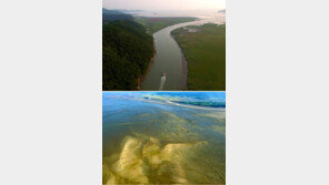 물길따라 이어진 1000km² ‘한국의 갯벌’ 세계자연유산 될까