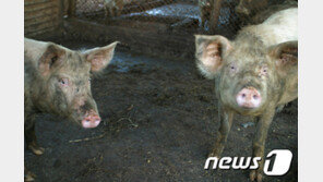 “돼지가 사람 잡아 먹었다”…러시아女 의문사 