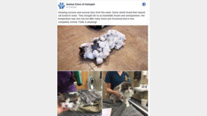 눈에 파묻혀 ‘냉동’ 됐던 美고양이, 기사회생 화제