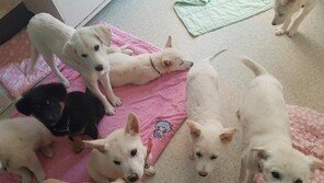 후원금 1억 모아 동거녀와 해외여행 가서 ‘펑펑’…동물단체 대표 기소