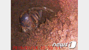 남해도서 멸종위기 2급 ‘겟게’ 동면 모습 국내 최초 확인