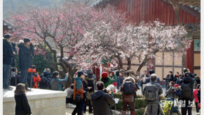 활짝 핀 통도사 홍매화