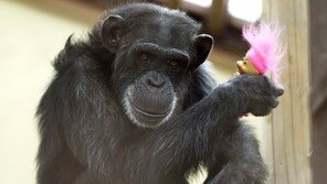 침팬지들, 나뭇가지로 사닥다리 만들어 우리 탈출…스스로 귀가