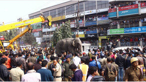 인도, 4년간 코끼리로 인한 사망 1700명 이상