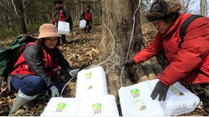 고로쇠나무 수액 채취