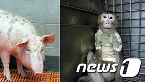 서울대 의료진, 세계 최초로 돼지각막 사람에게 이식한다