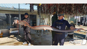 심해어종 포획이 지진의 징조?…포항 루머 확산