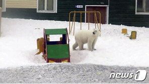 “우리도 먹고살자”…북극곰 50여마리가 마을 점령