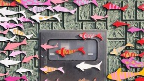 [고양이 눈]돌 만난 고기