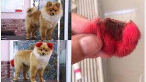 염색 부작용에 한쪽 귀가 ‘싹둑’…예상 못한 ‘개참사’