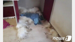 천안 원룸서 개 11마리 사체로 발견돼…경찰 수사 나서
