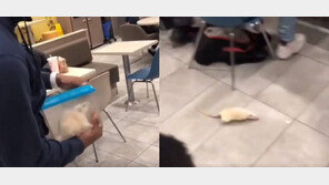 [영상]맥도날드 매장에 대형 쥐 ‘휙’…손님들 ‘혼비백산’