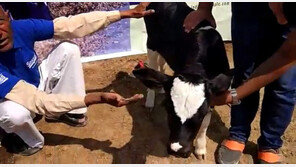 사료비 급등에 짐이 된 소…유기우에 골치 앓는 인도