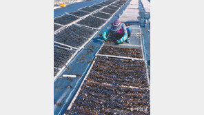 부산 ‘미역 말리기 좋은 날’