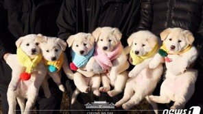 靑 ‘도그타운’ 생겼다…‘김정은 선물’ 풍산개 6남매 입주